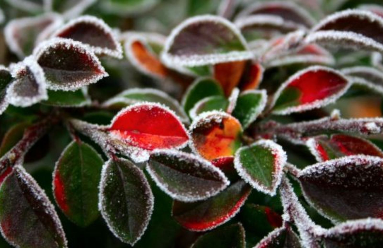 Come trattare le piante da terrazzo nei mesi invernali