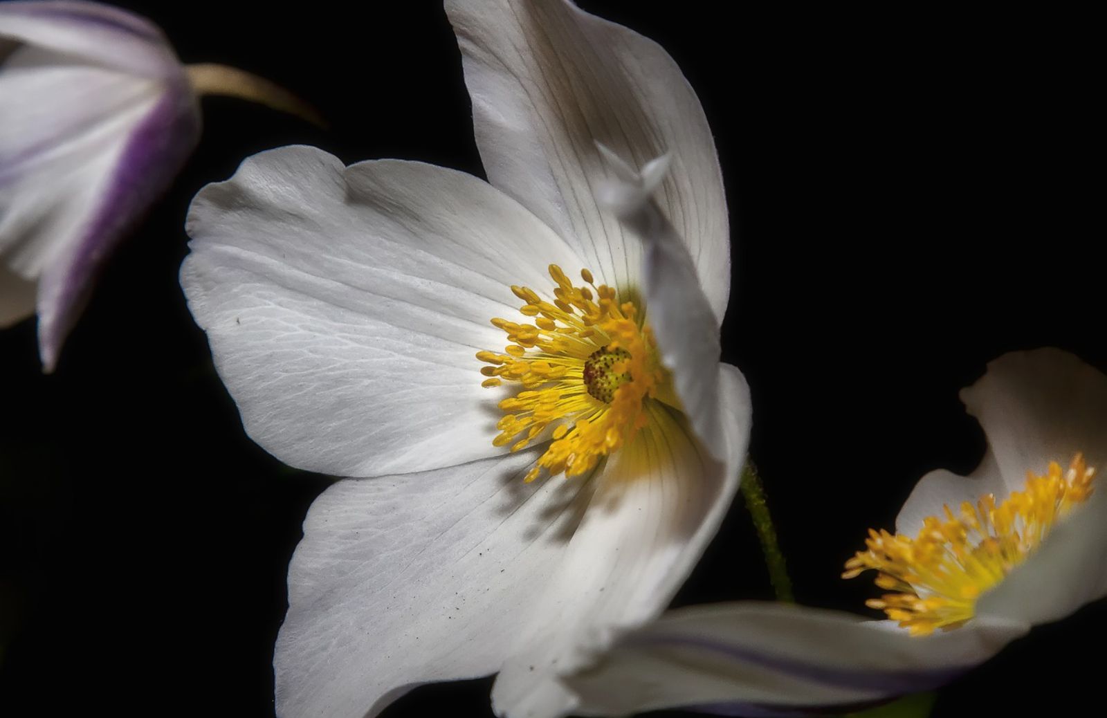 Fiori d'inverno: tutto sulla rosa di Natale