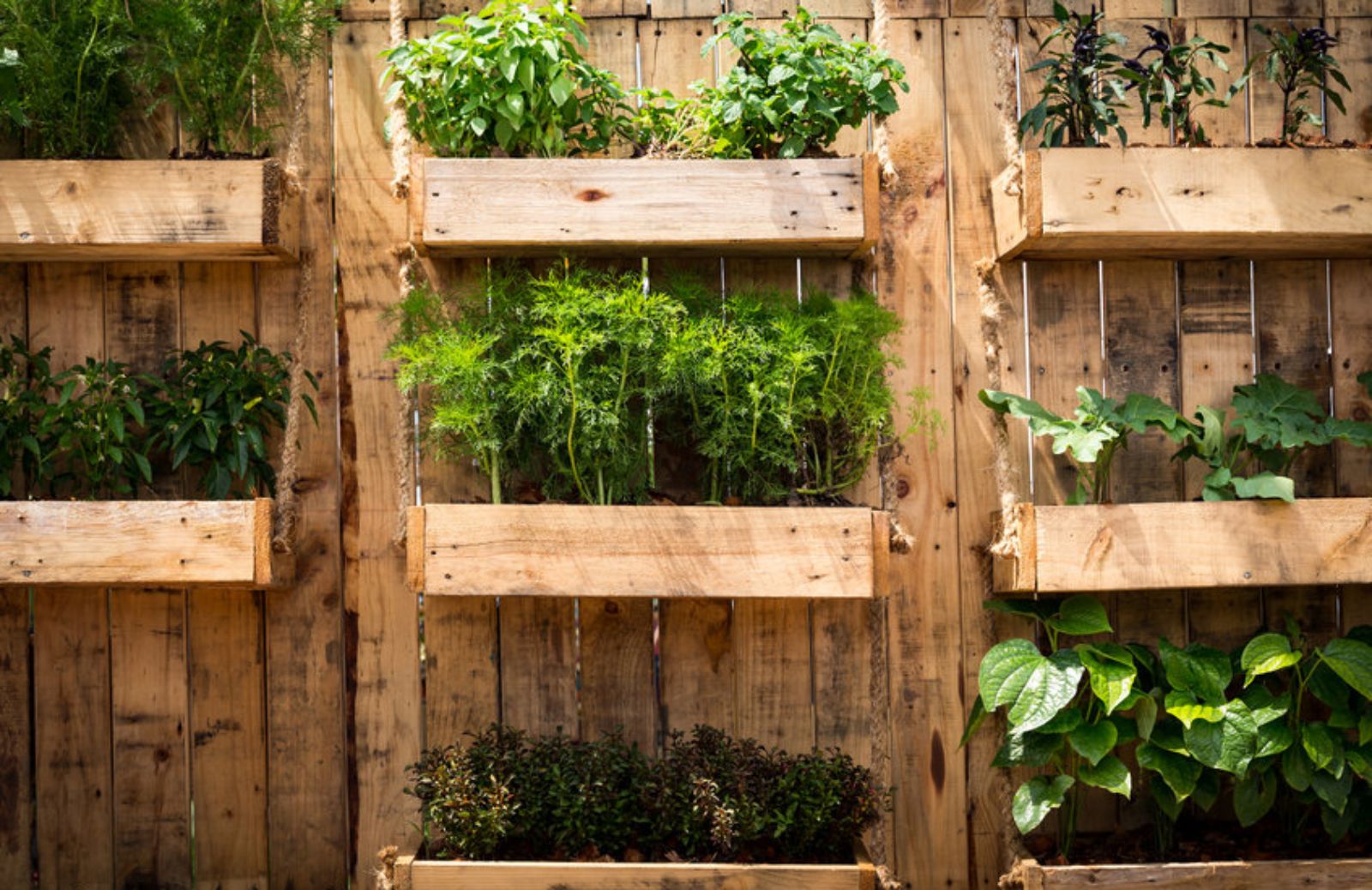 Orto verticale: come realizzarlo sul tuo balcone