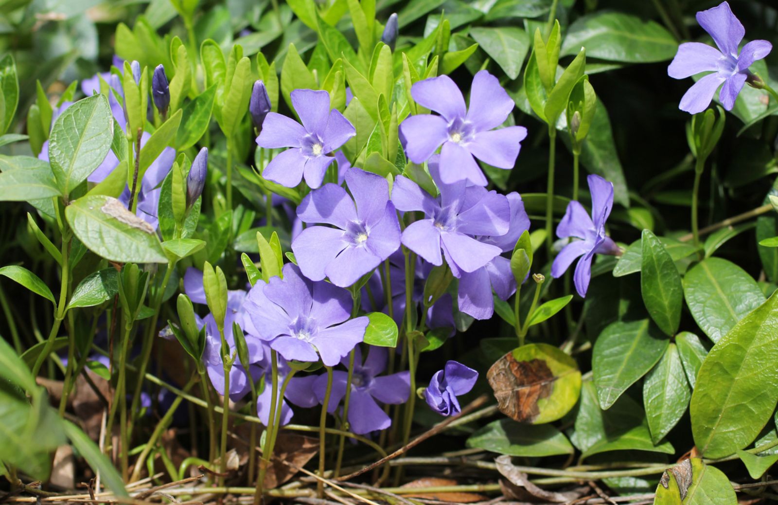 Pervinca: come farla crescere rigogliosa