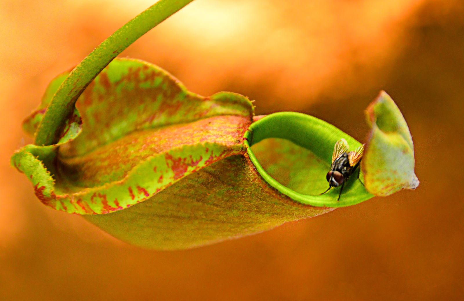 Piante carnivore: come curare la nepenthes