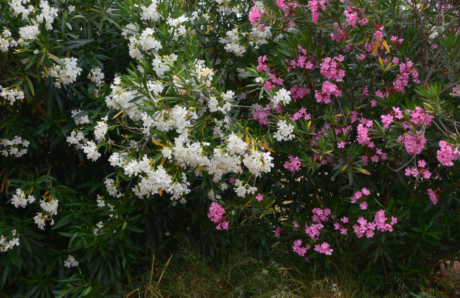 Piante sempreverdi: quali scegliere per il giardino