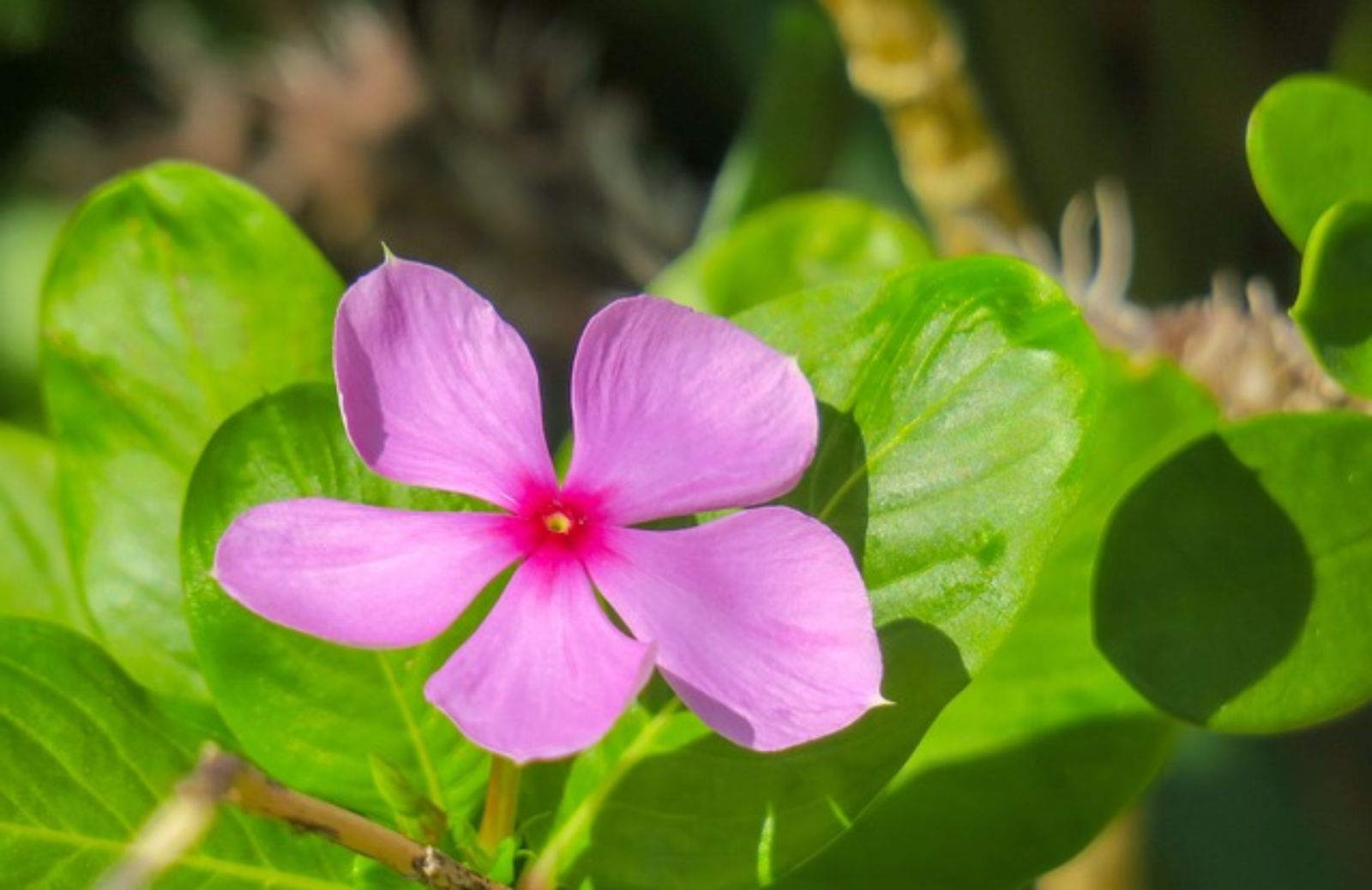 Tutto sulla pervinca: la pianta perenne dai (magici) fiori blu