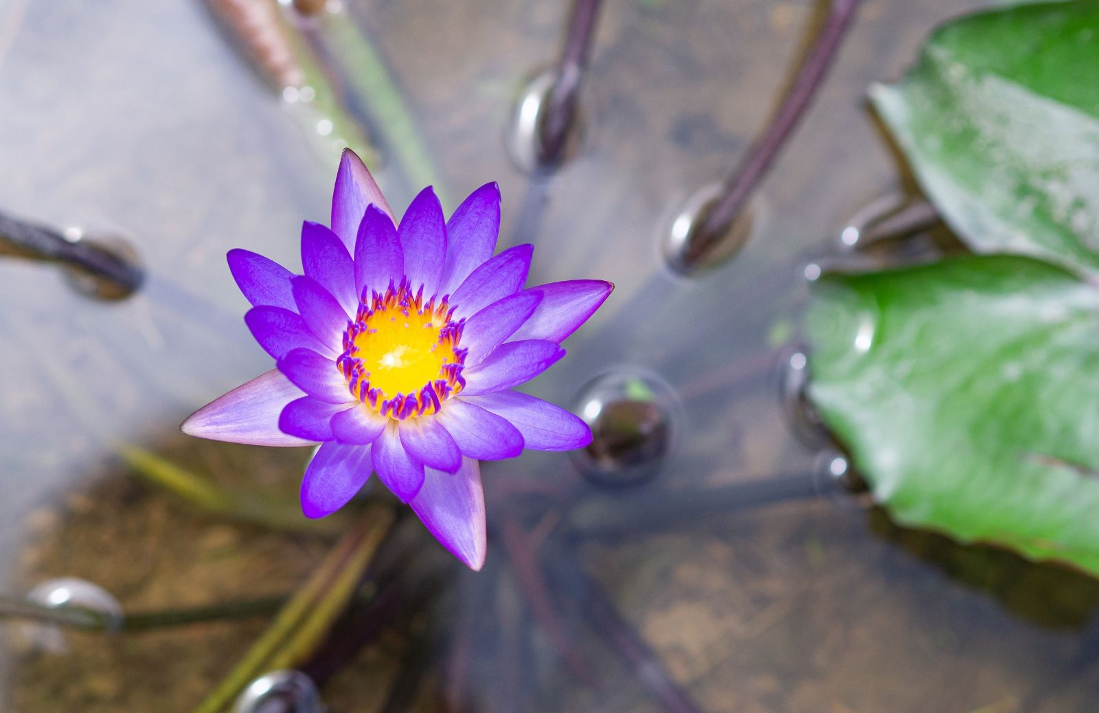 Piante acquatiche in vaso: cura e coltivazione