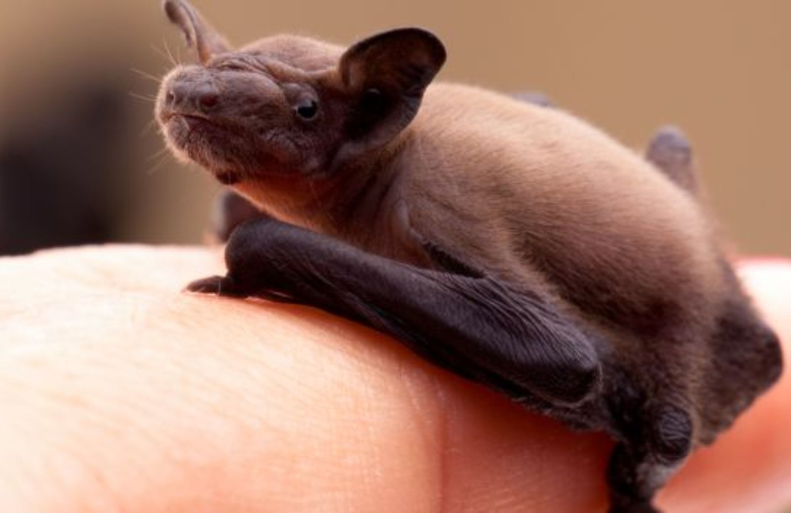 Come comportarti se ti entra un pipistrello in casa