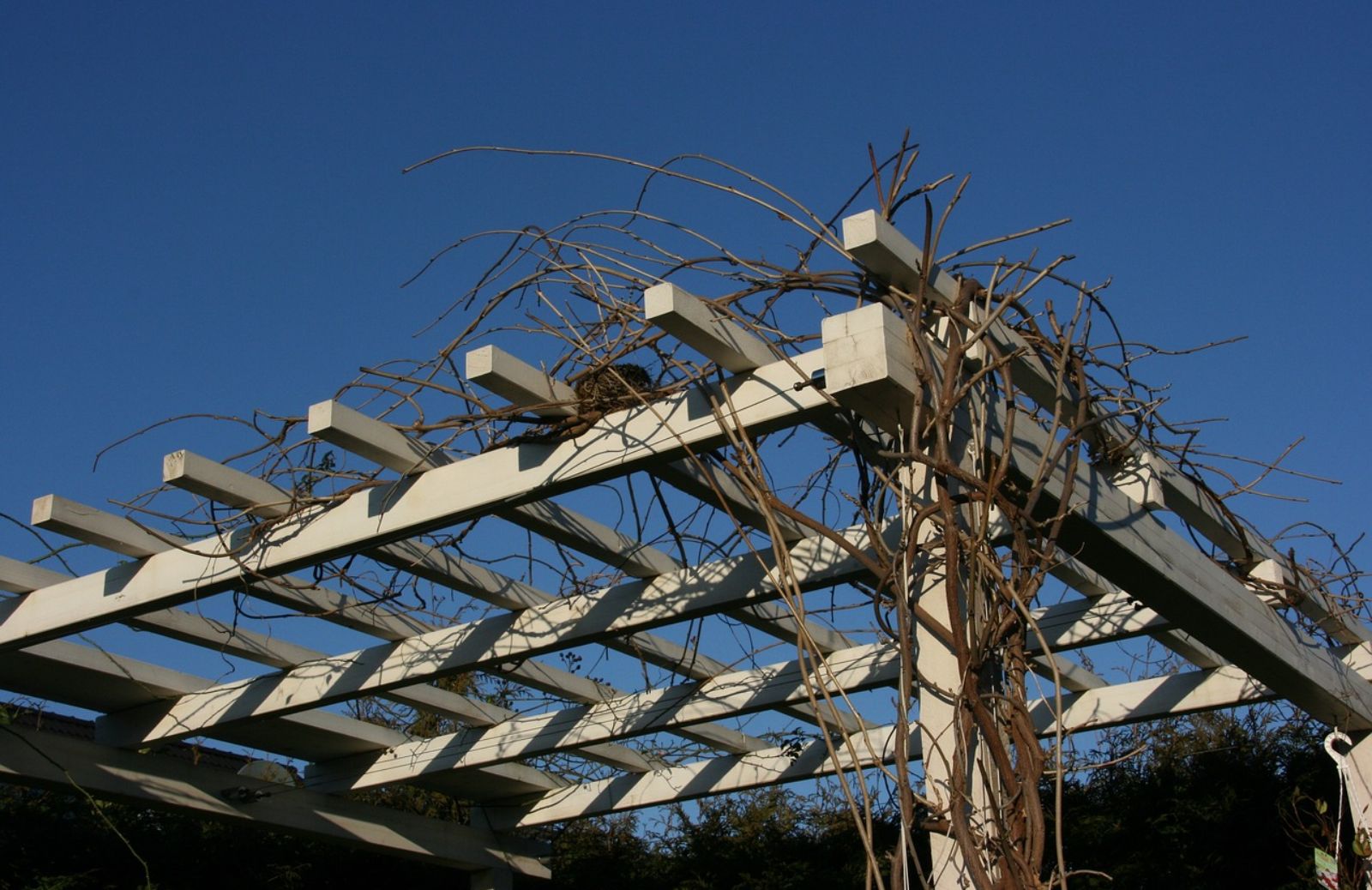 Pergola da giardino: guida alla scelta e all'acquisto