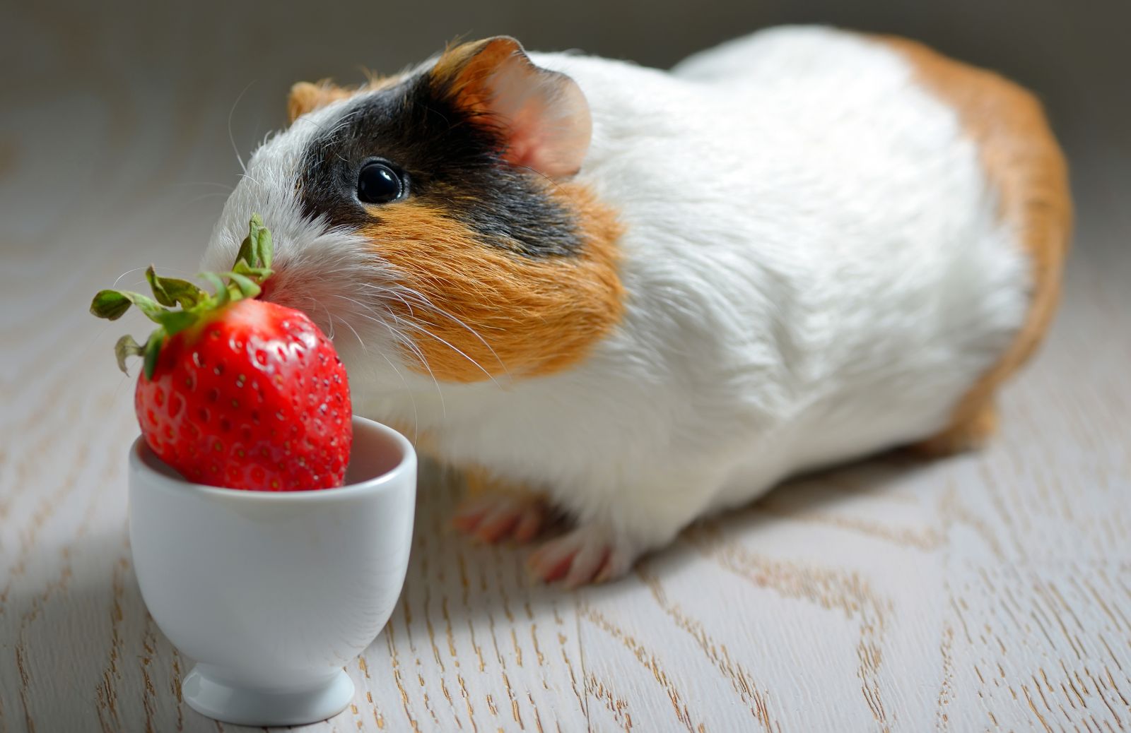 Cavia peruviana: la corretta alimentazione