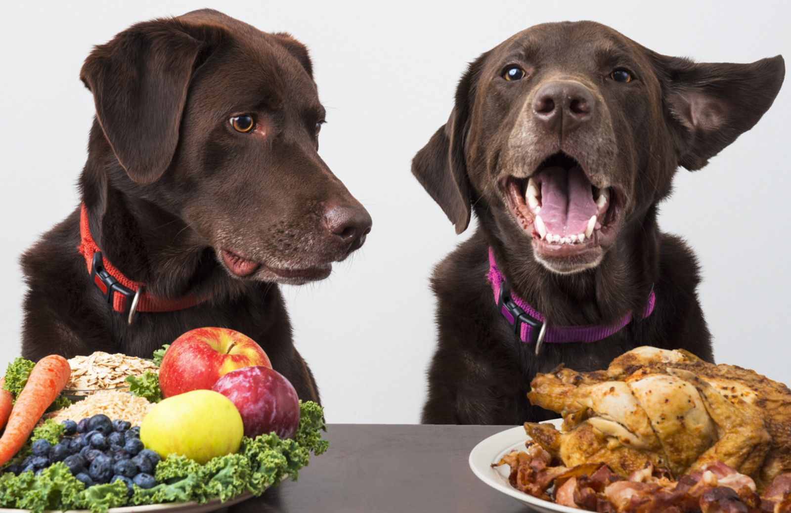 Cinocibo, la cucina casalinga per cani 