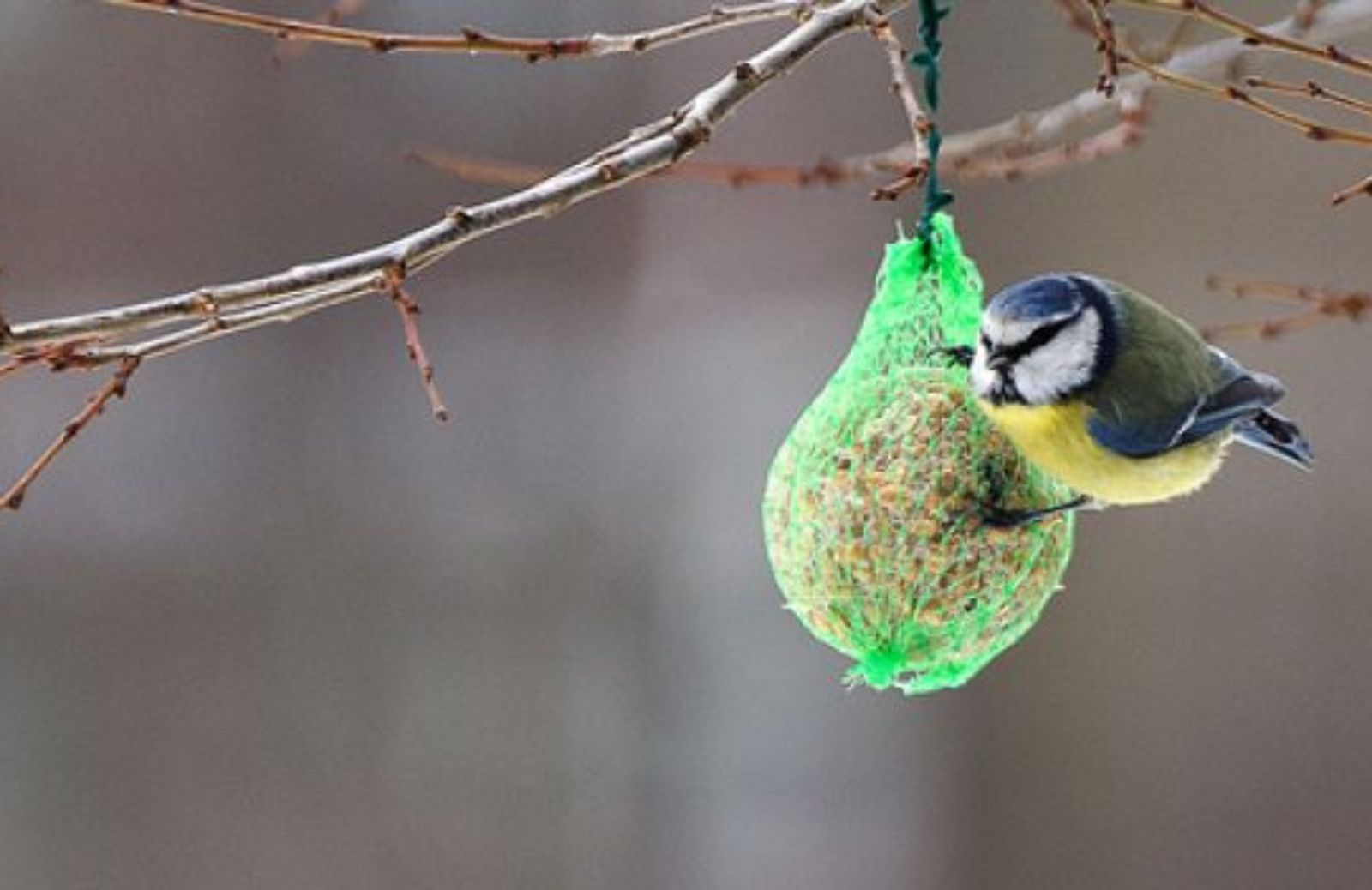 Come preparare una gustosa ricetta per la mangiatoia degli uccelli selvatici