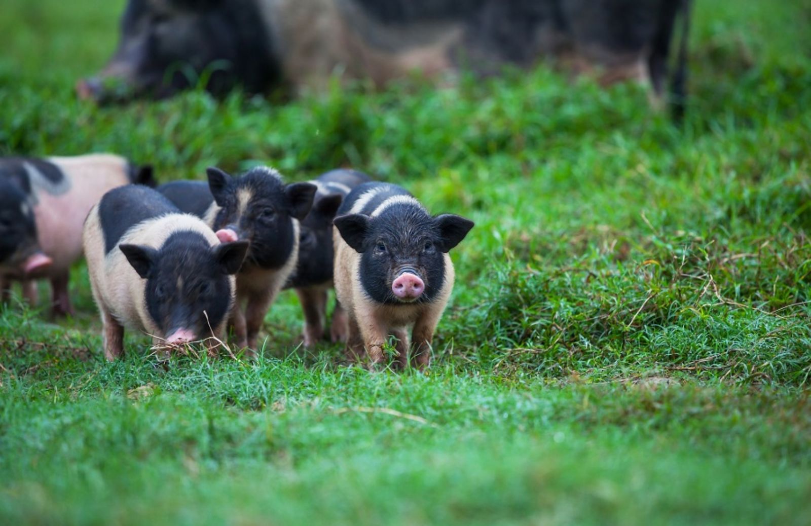 Maialino nano: la corretta alimentazione