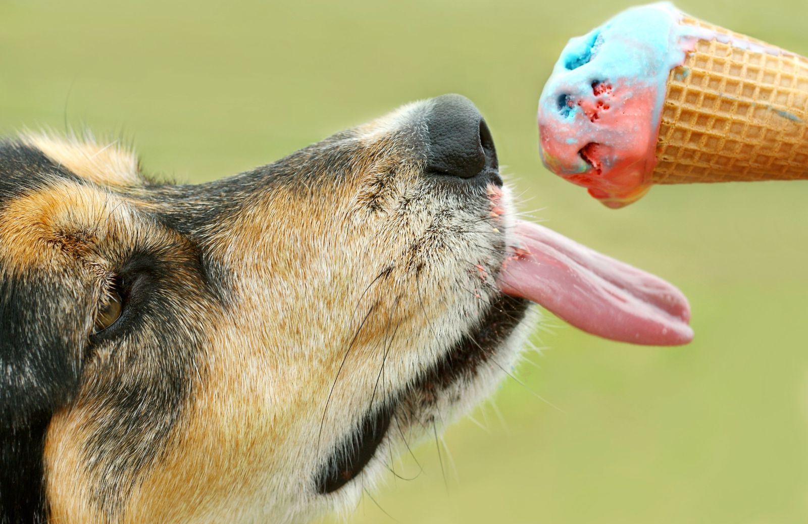 Gelato per cani: la ricetta per farlo a casa