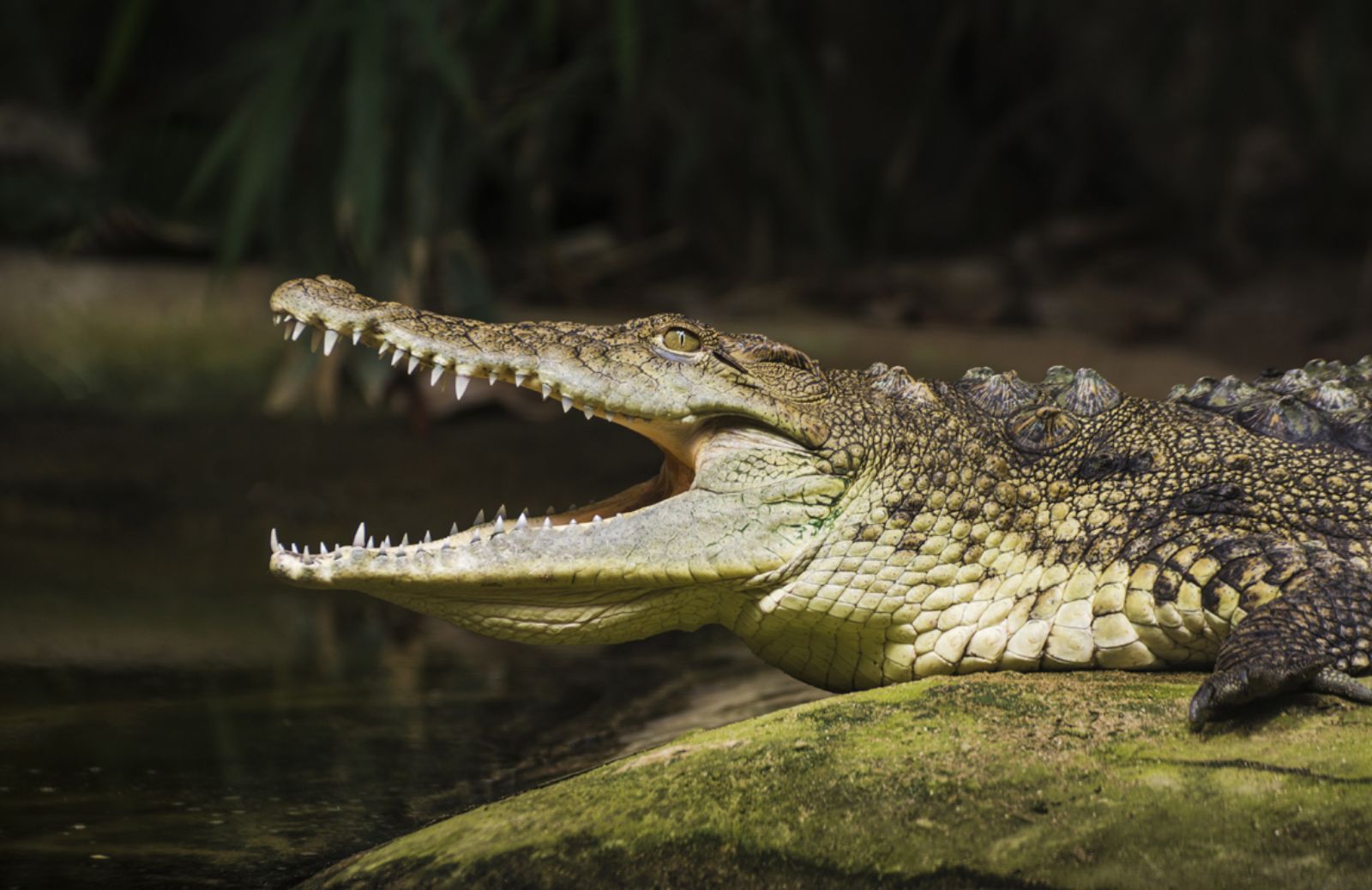 Animali esotici per esigere il pizzo