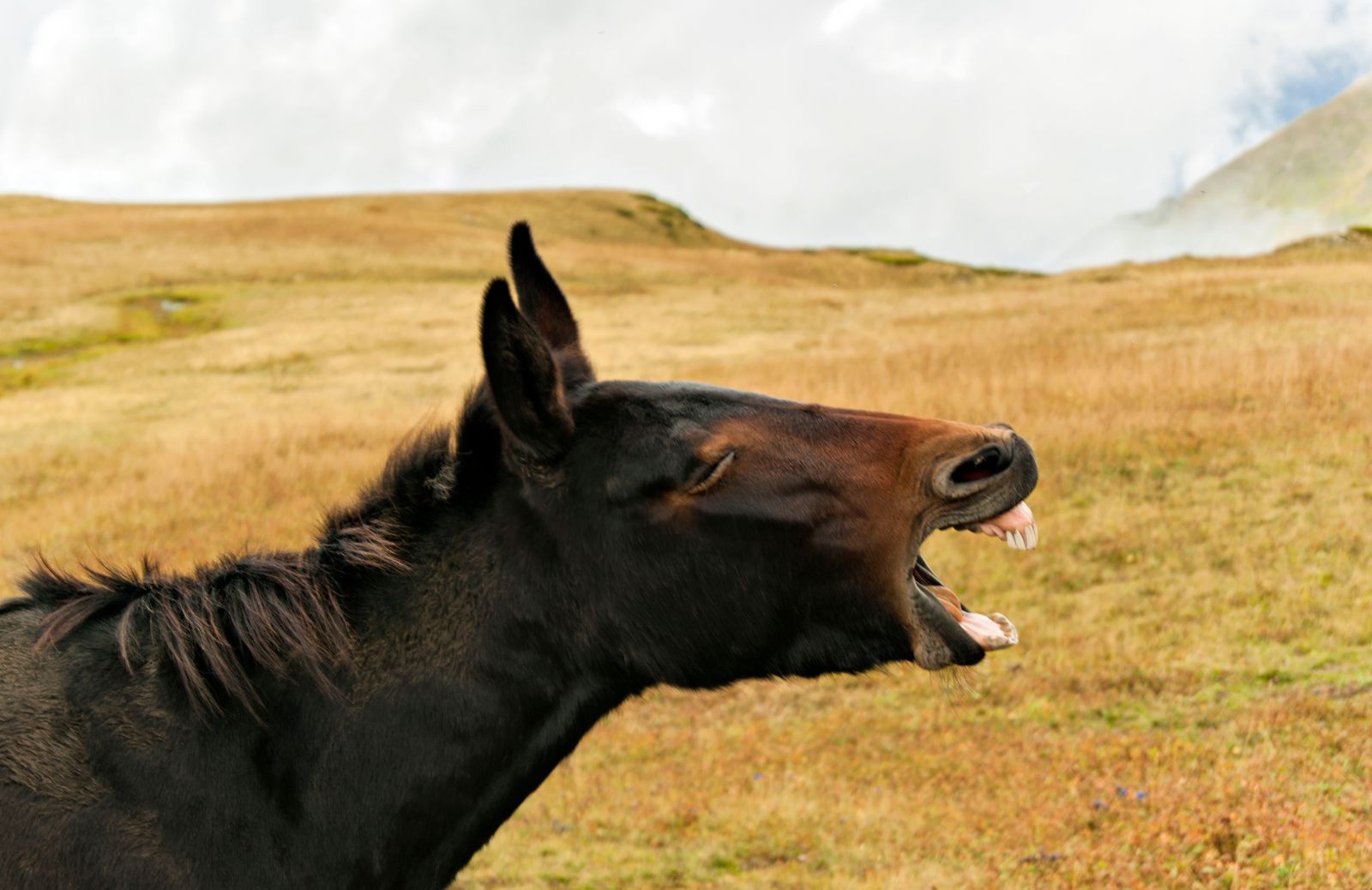 Animali ibridi: differenze tra asino, mulo e bardotto