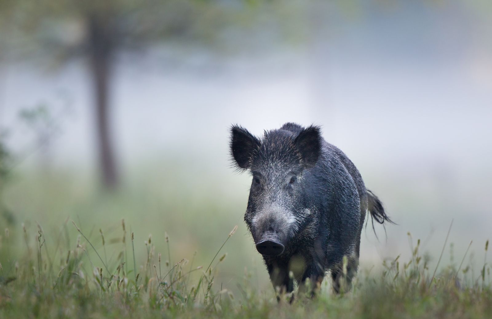 Animali onnivori: quali sono, cosa mangiano e curiosità