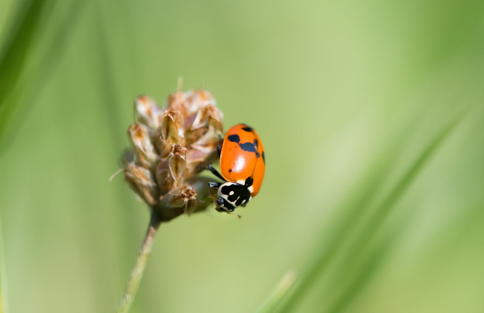 Coccinelle arlecchino: come riconoscerle e perché sono pericolose