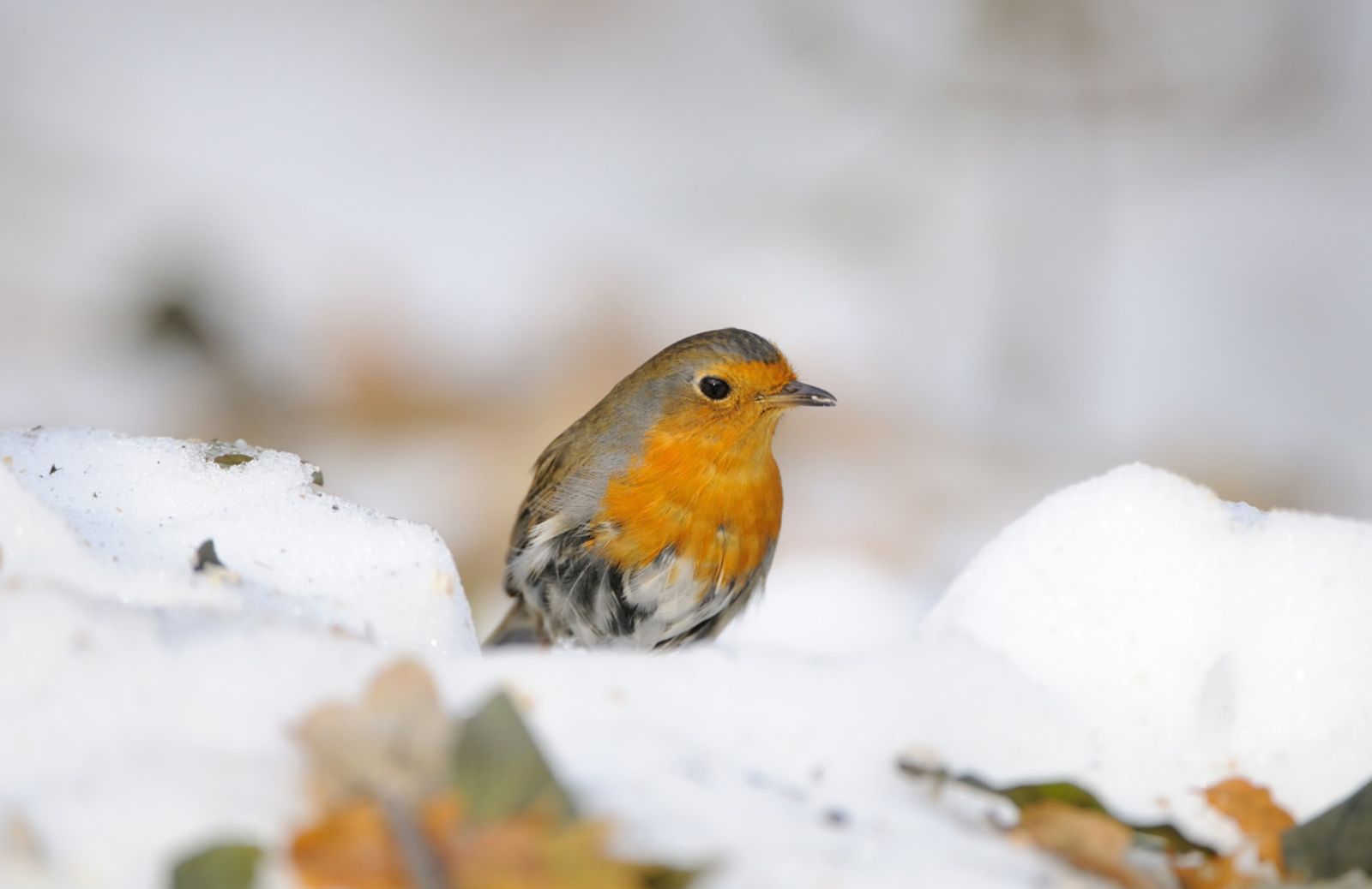 Come aiutare la fauna selvatica con l’arrivo del grande freddo