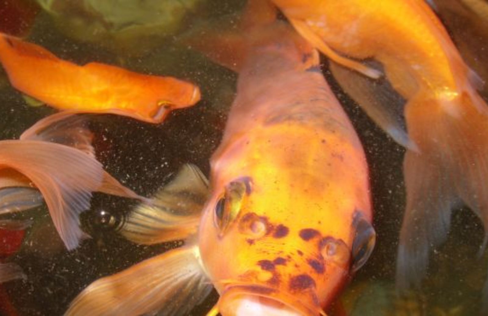 Come assicurare lunga vita al pesce rosso