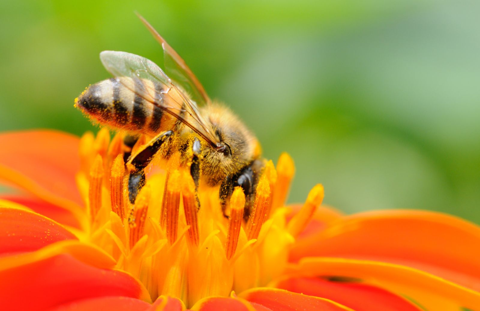 I fumi di scarico delle auto confondono l'olfatto degli insetti impollinatori