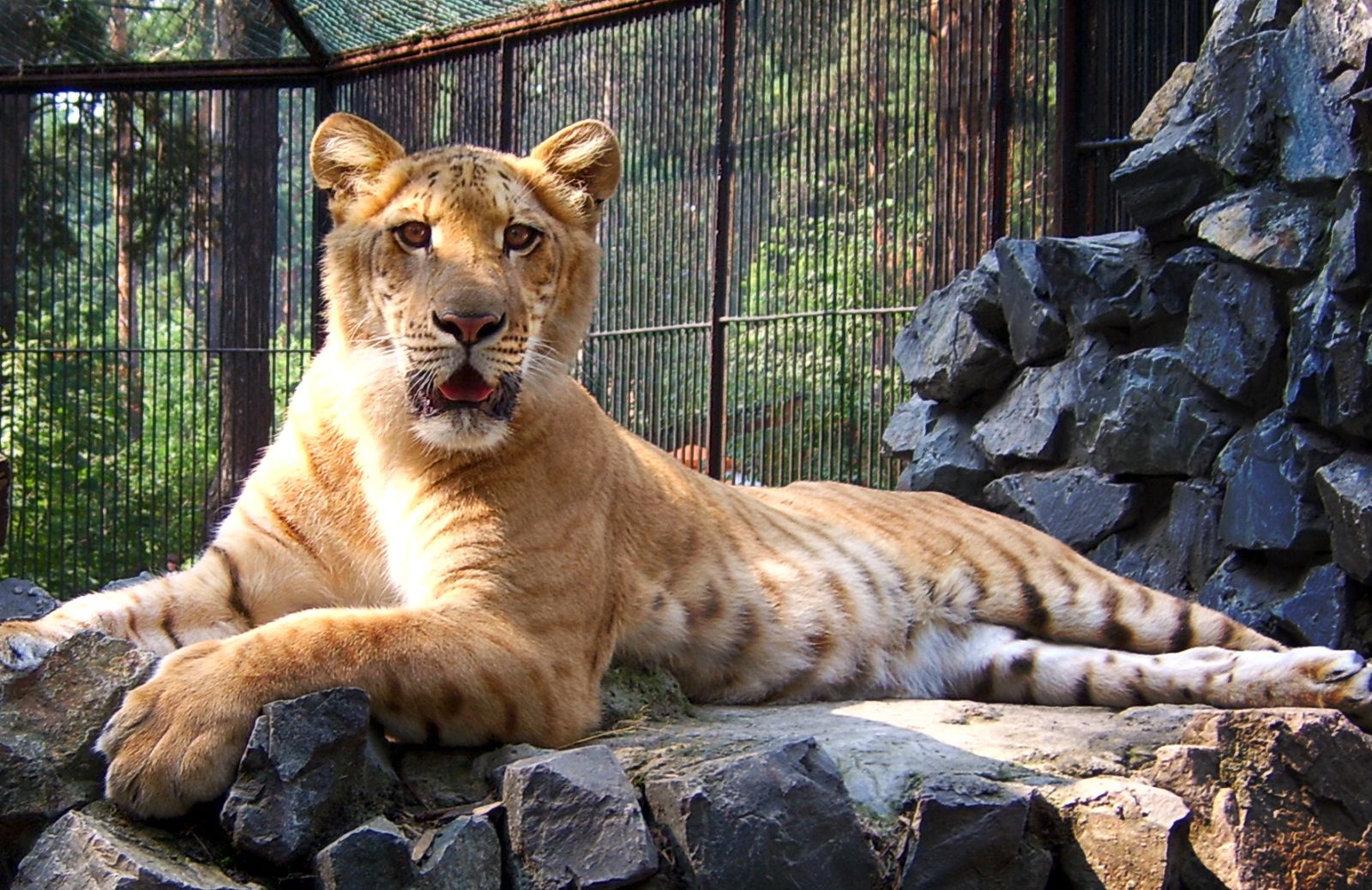 Il ligre, il felino più grande del mondo