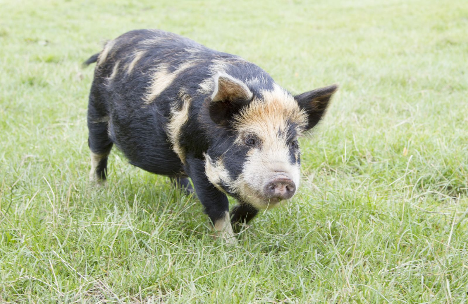 Kunekune, i mini porcellini che diventano big