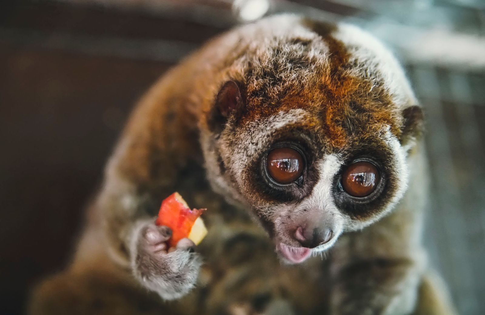 Loris Lento: l'animale in pericolo perché troppo carino