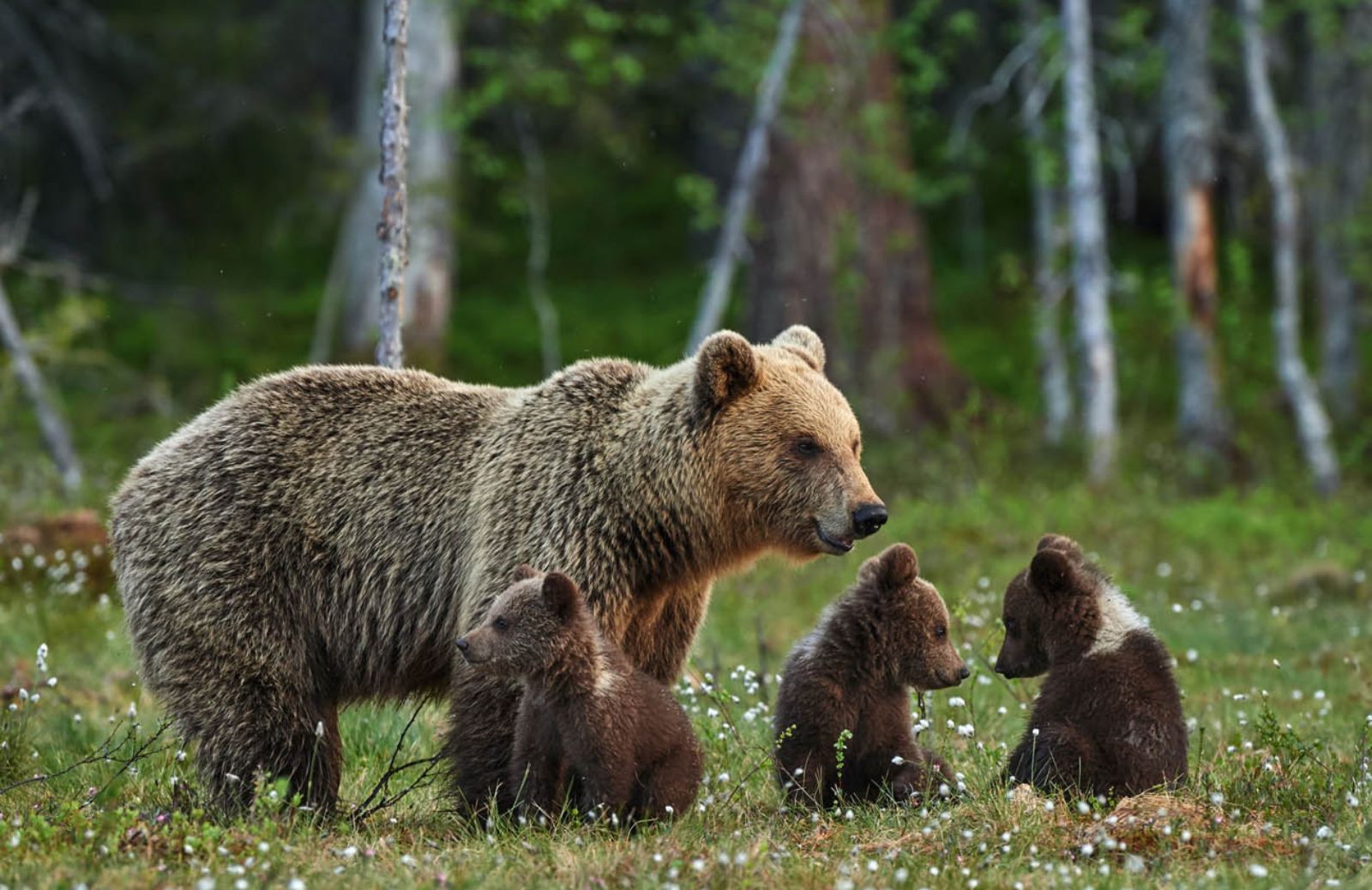 Nei boschi del Trentino tornano i grandi predatori 