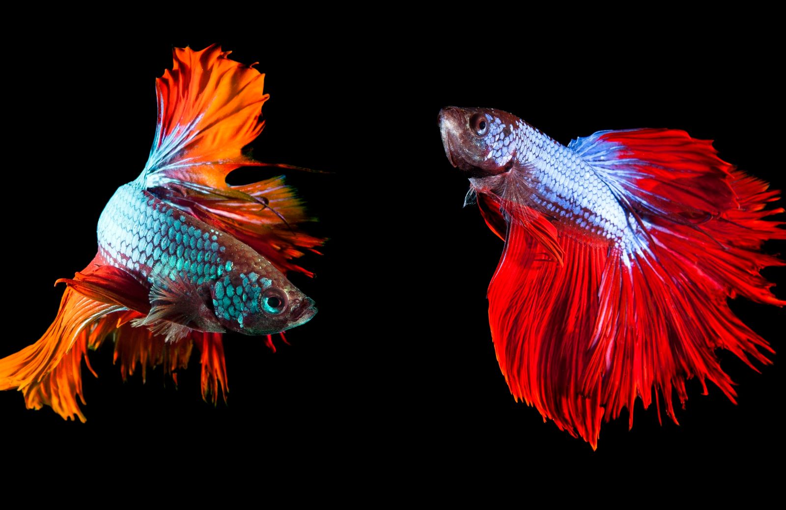 Pesce combattente (o Betta Splendens): cosa devi sapere prima di comprarlo