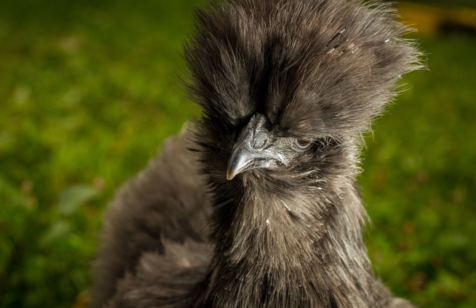 Tutto sulla moroseta, la gallina dalle piume setose