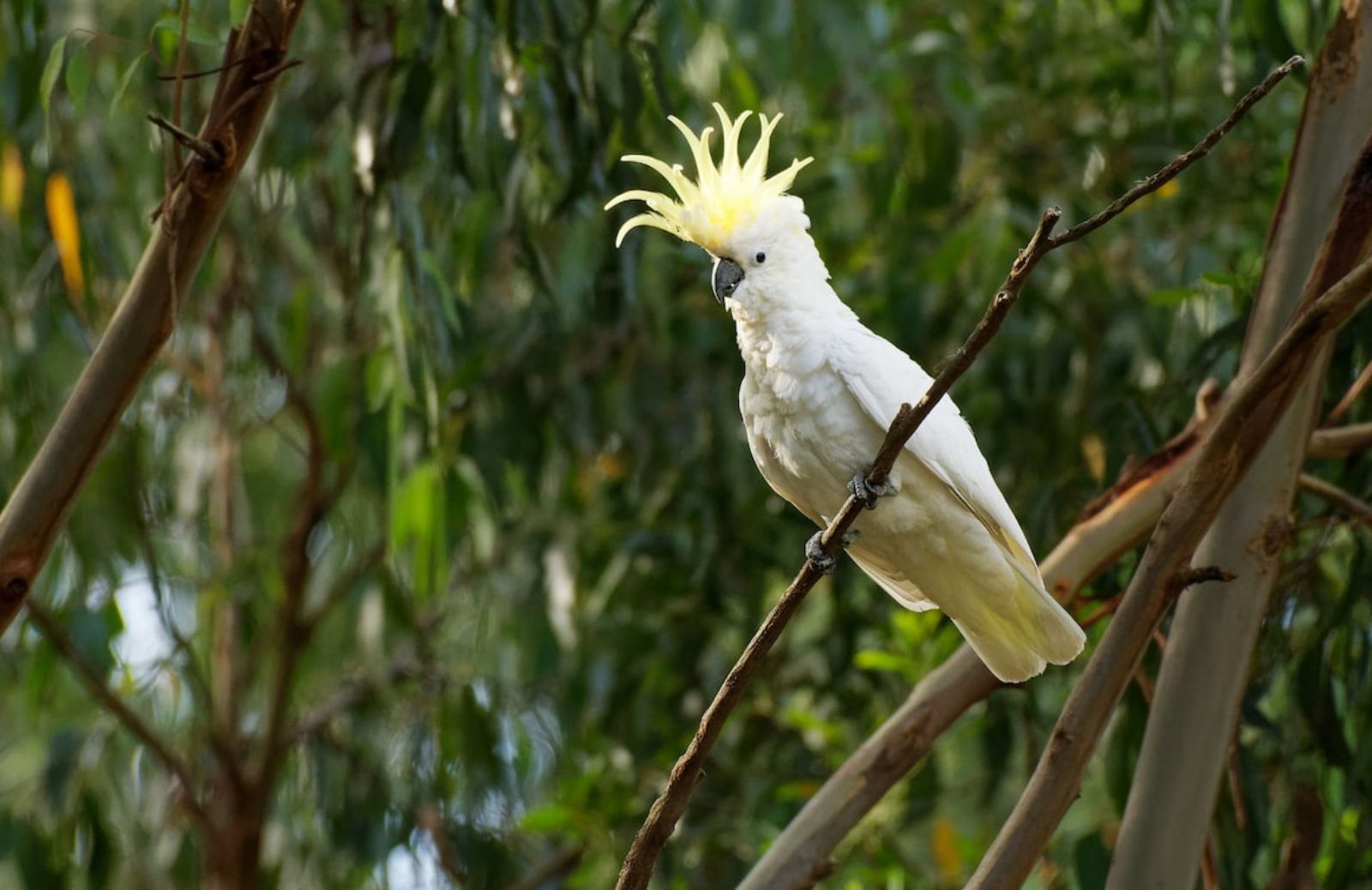 Cacatua, il pappagallo col ciuffo: le caratteristiche