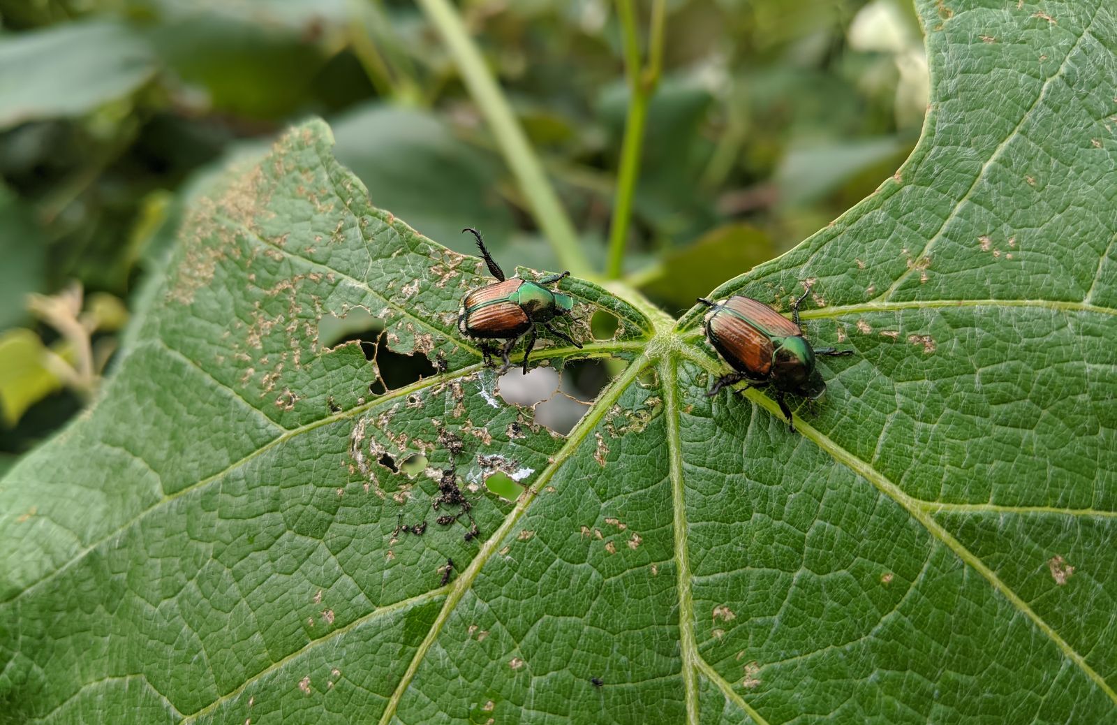 Popillia japonica, tutto sul nuovo incubo delle piante