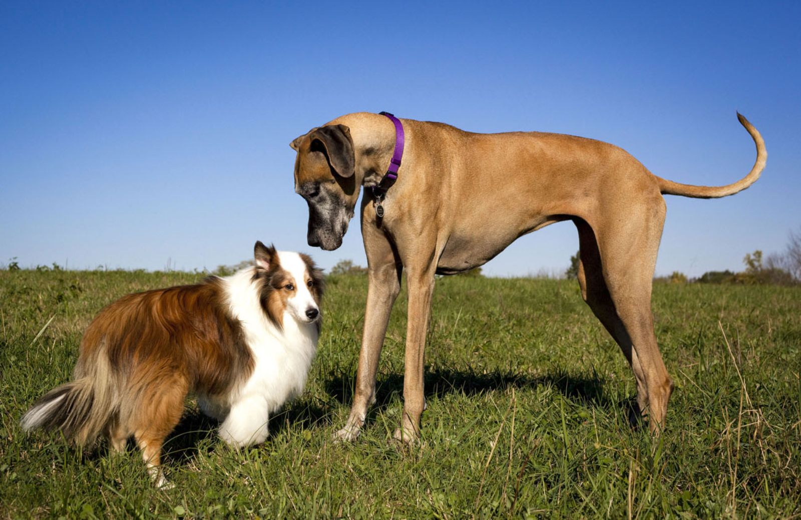 Alano: perché non è un cane adatto a tutti