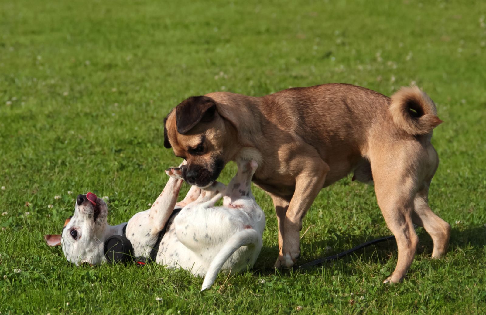 Calore del cane: come avviene e quanto dura?