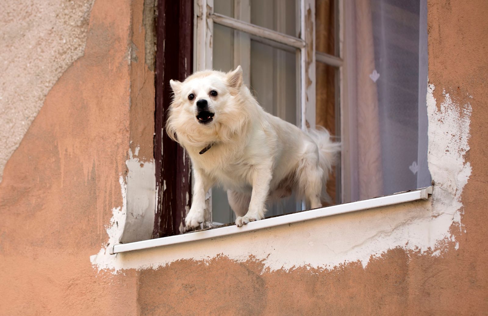 Cane che abbaia e disturba i vicini: cosa dice la legge?