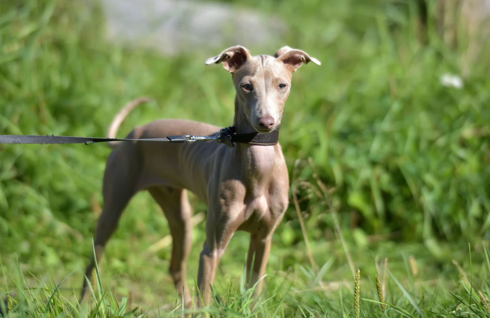 Cane nudo peruviano: caratteristiche, abitudini e comportamento