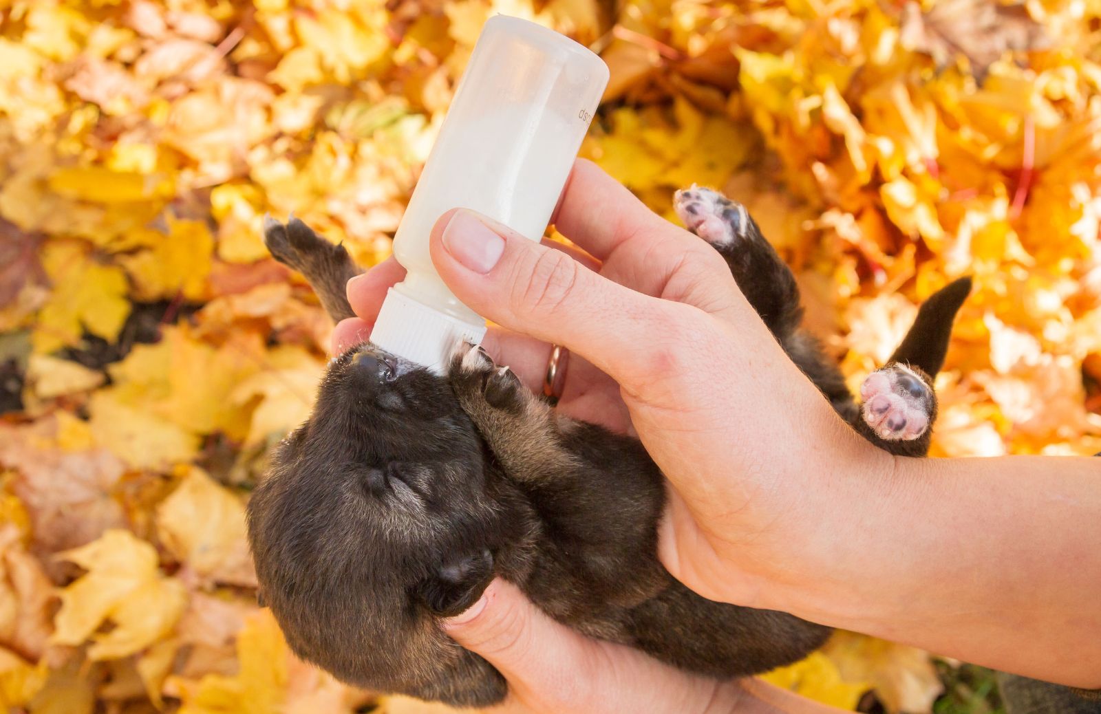 Cani appena nati senza mamma: come nutrirli