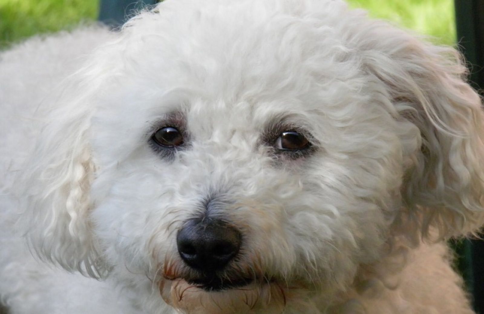 Cani piccoli: il carattere del cane bolognese