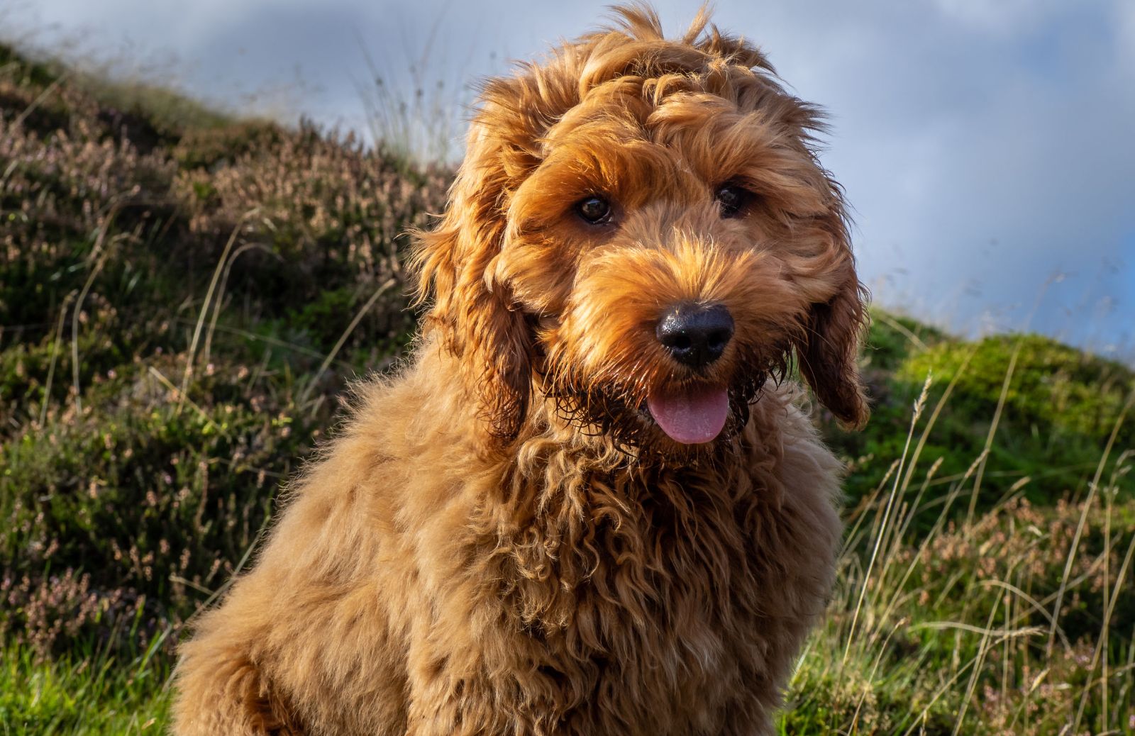 Cockapoo (Spoodle): le principali caratteristiche