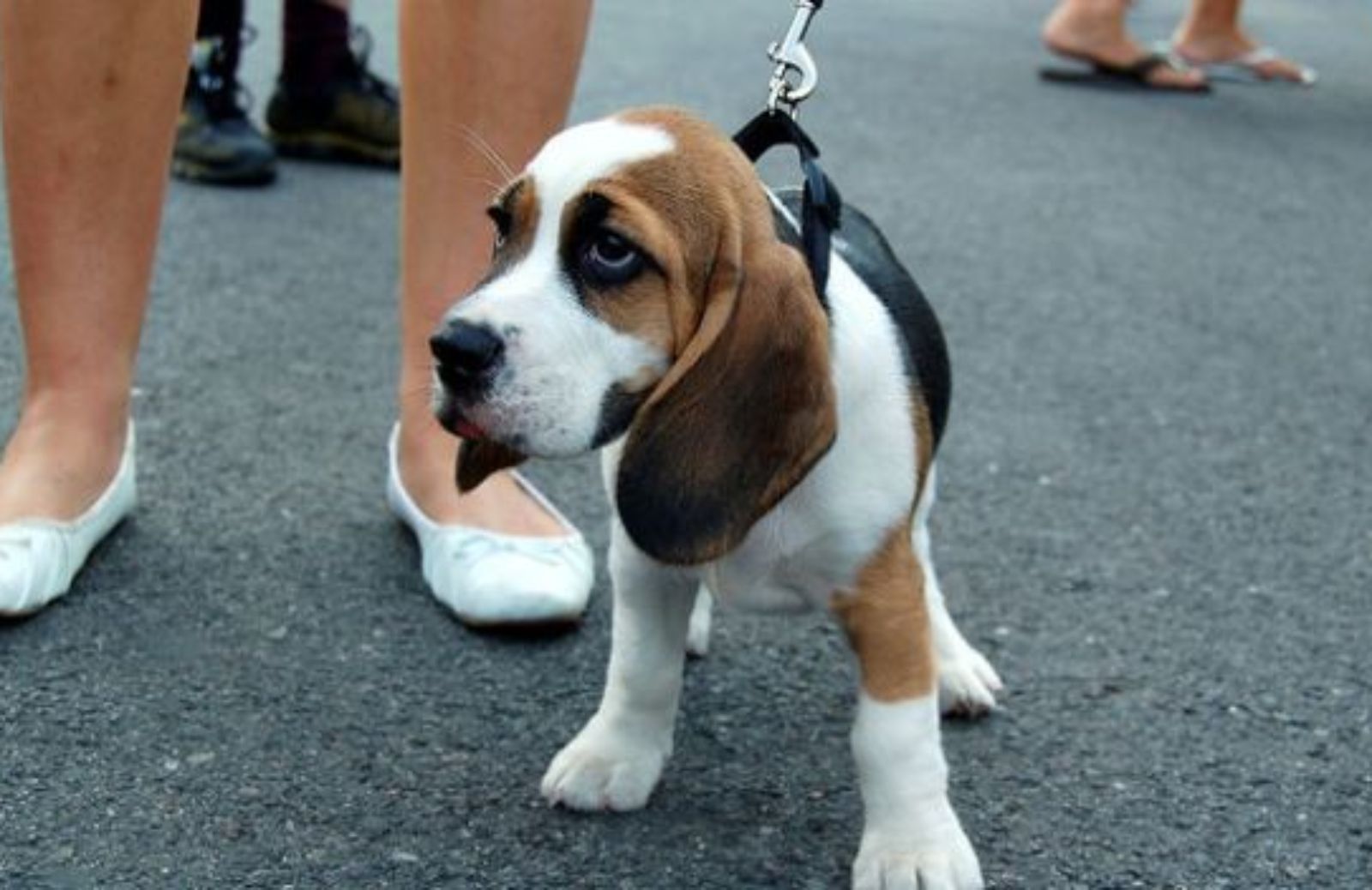 Come abituare il cucciolo a collare e guinzaglio