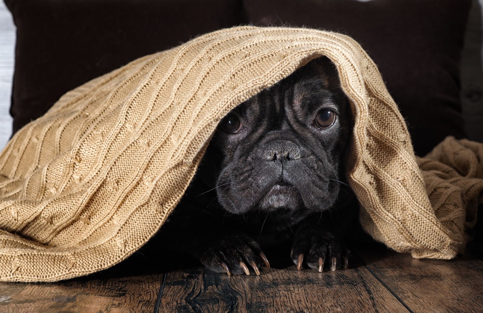 Come aiutare il cane a superare la paura dei temporali autunnali