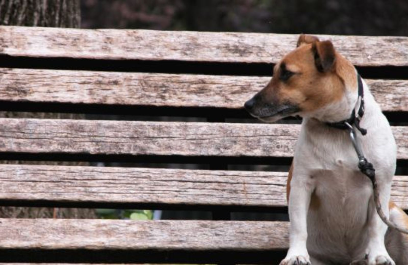 Come creare un vestito per il cane con materiali di recupero