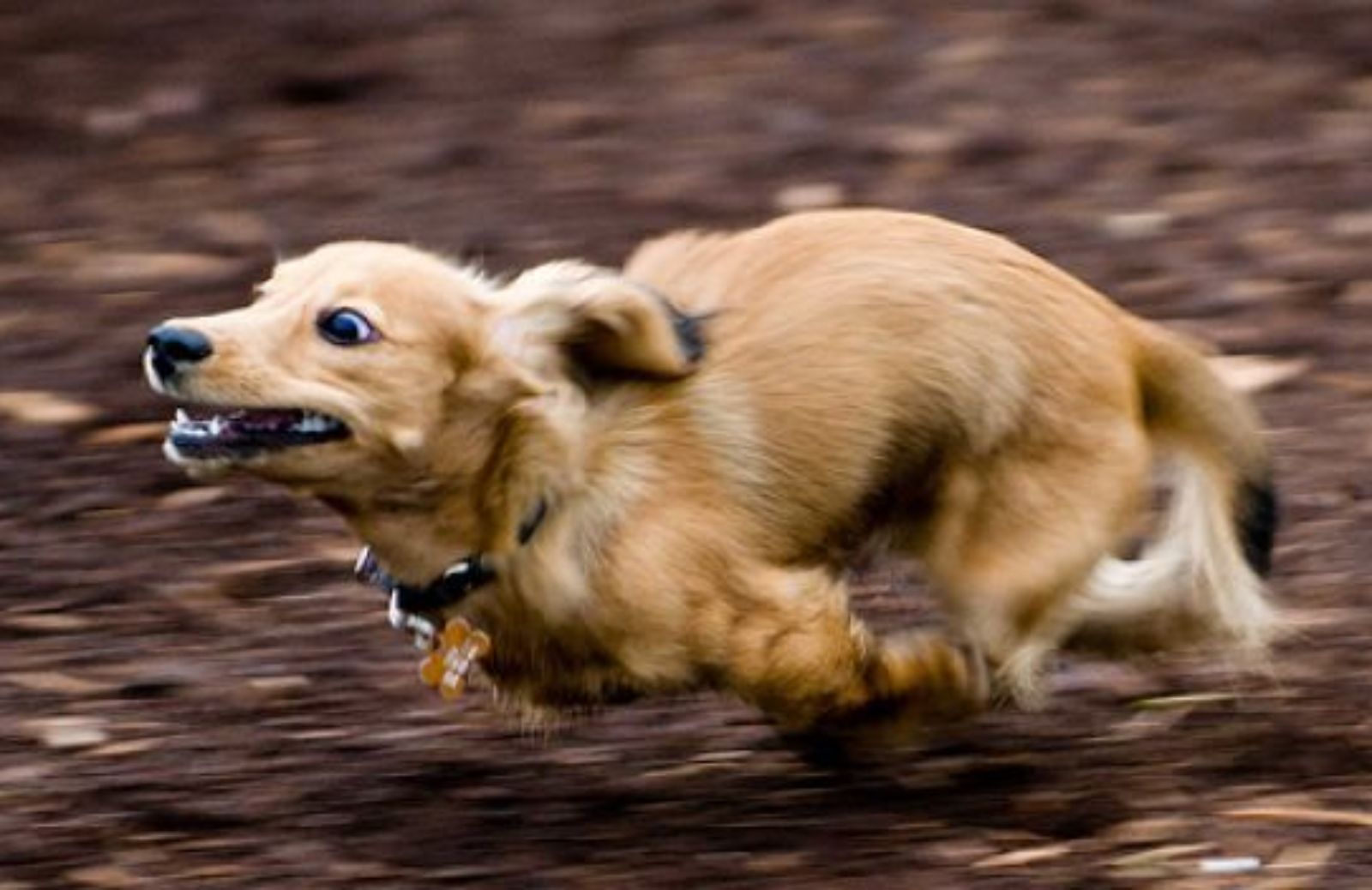 Come creare una finta preda per far giocare il cane