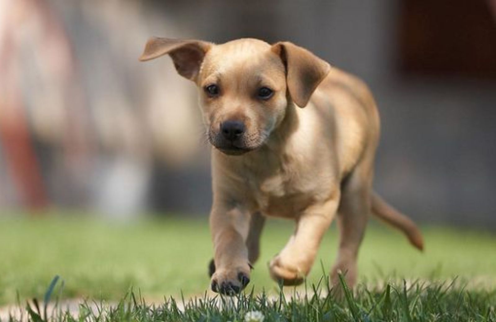 Come curare il cane da avvelenamenti e colpi di calore