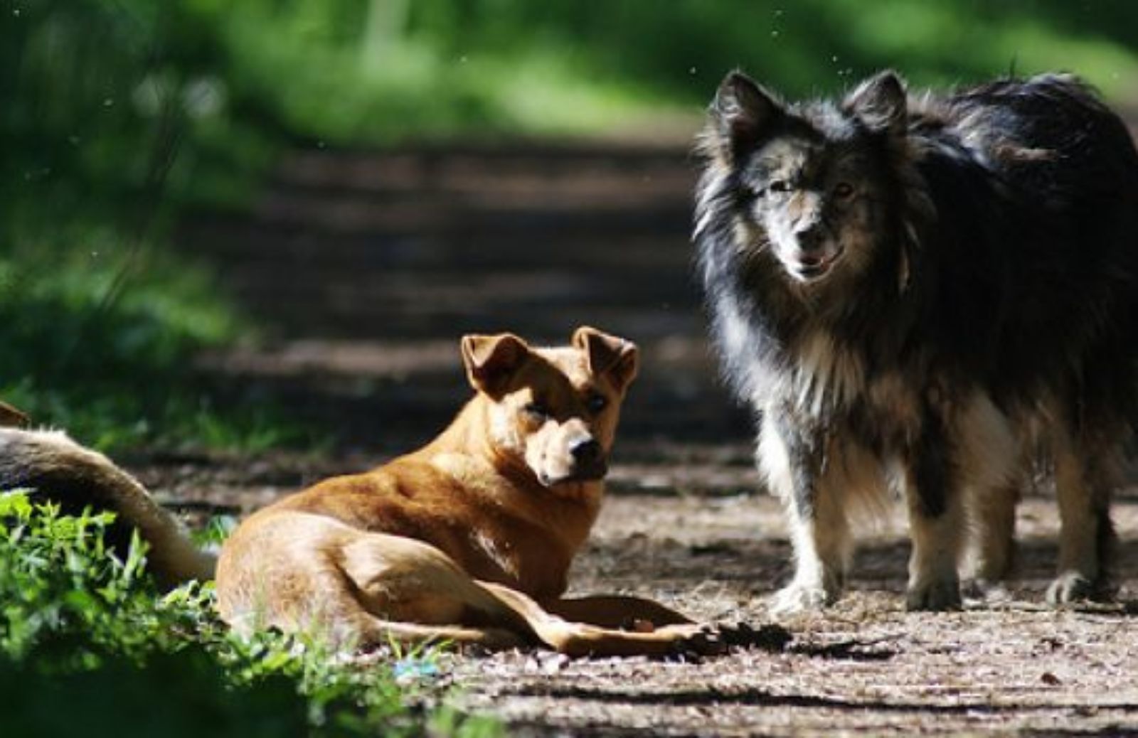 Come difendersi dai cani randagi senza farsi prendere dal panico