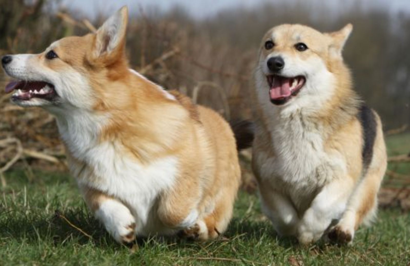 Come e perché evitare eccessi e lussi nell’educazione del cane