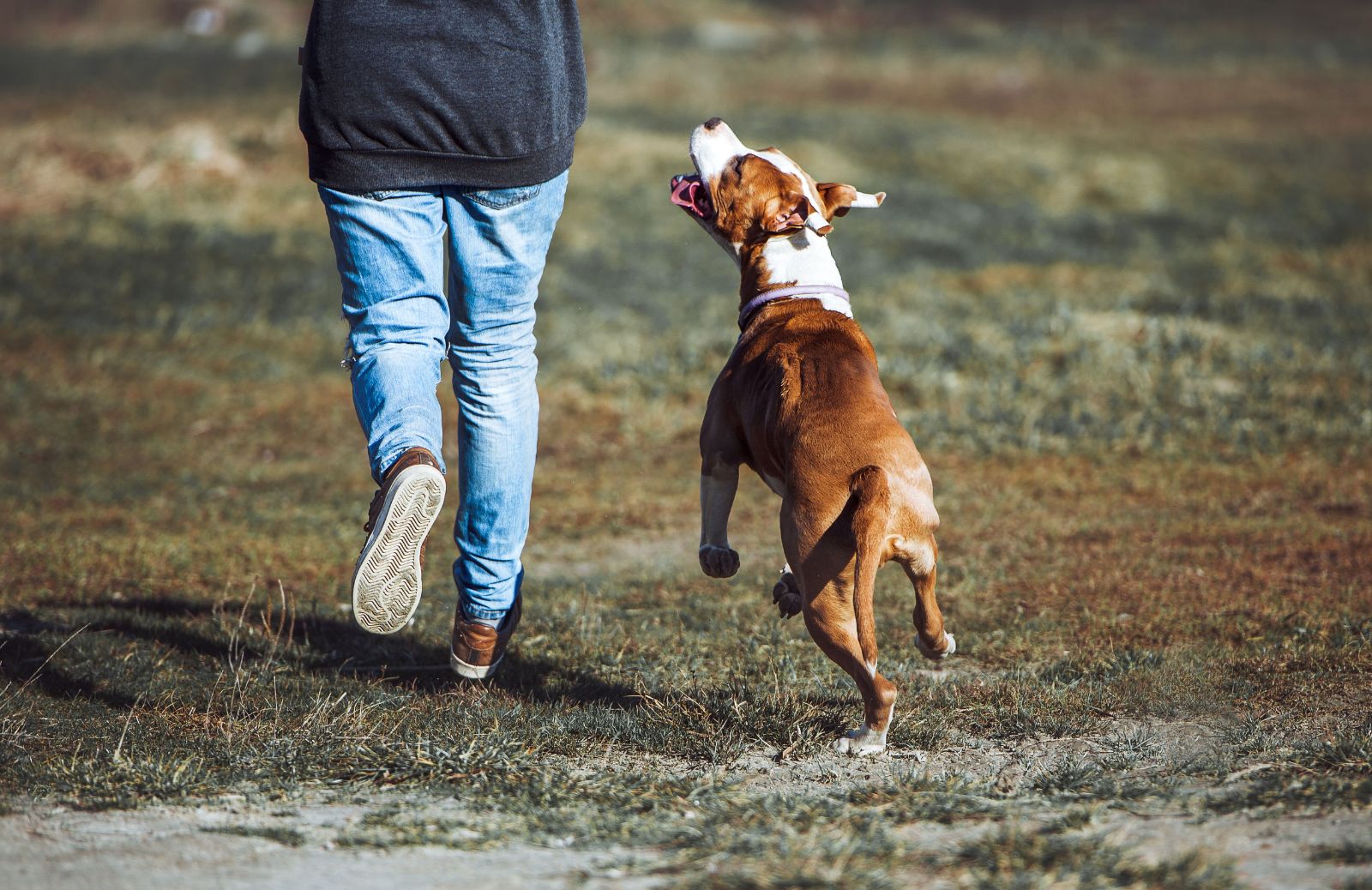 Come educare un cucciolo di cane Amstaff