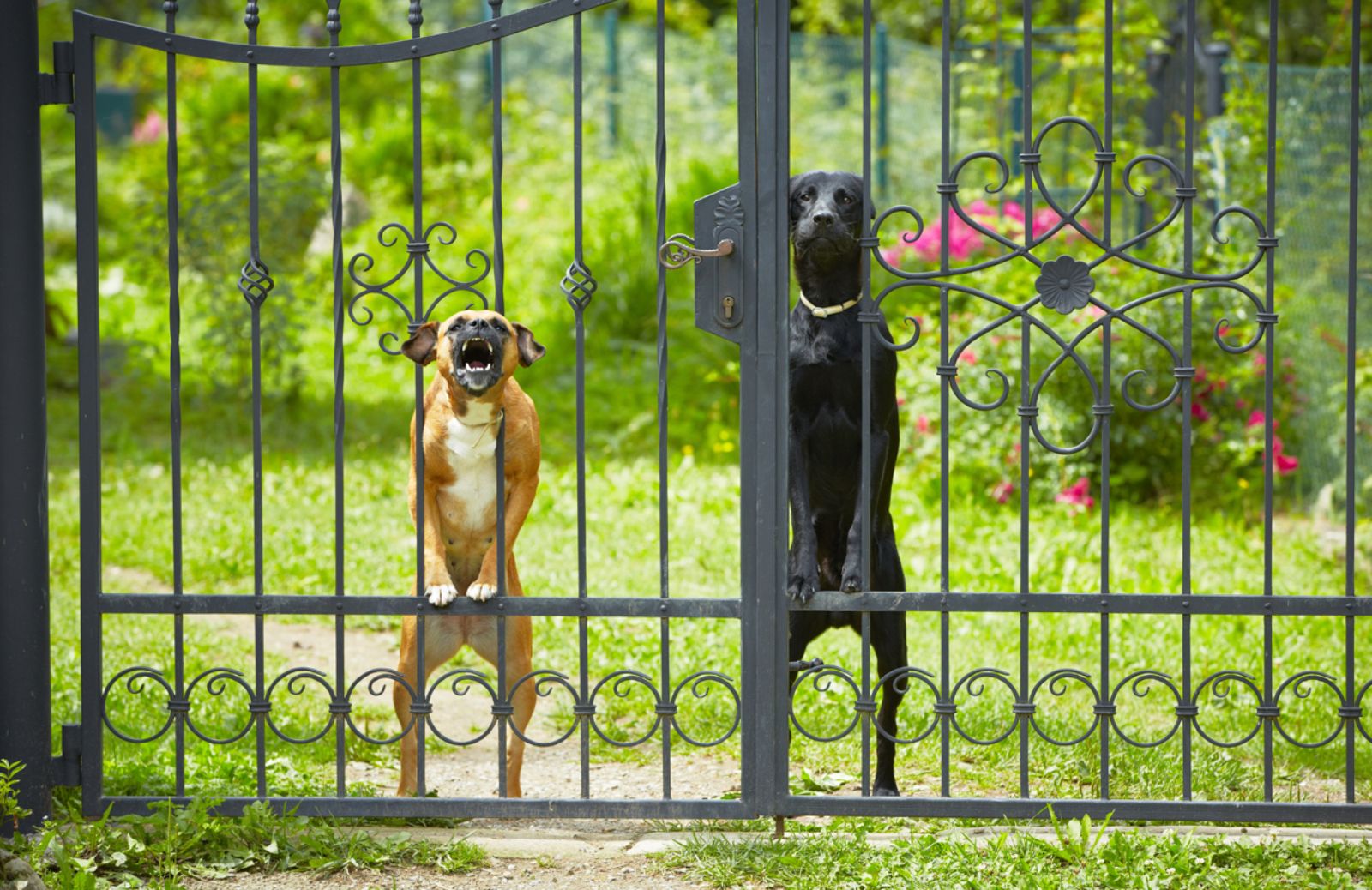 Come evitare che il cane aggredisca i bambini