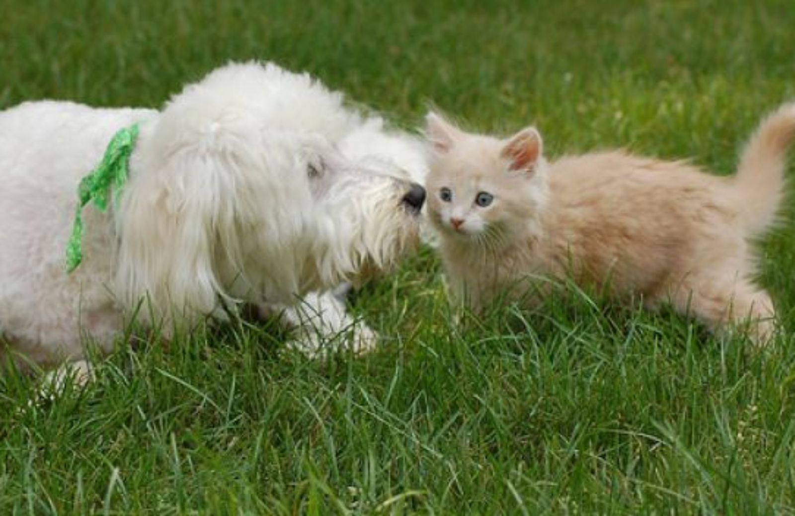 Come far accettare un nuovo gatto al cane di casa