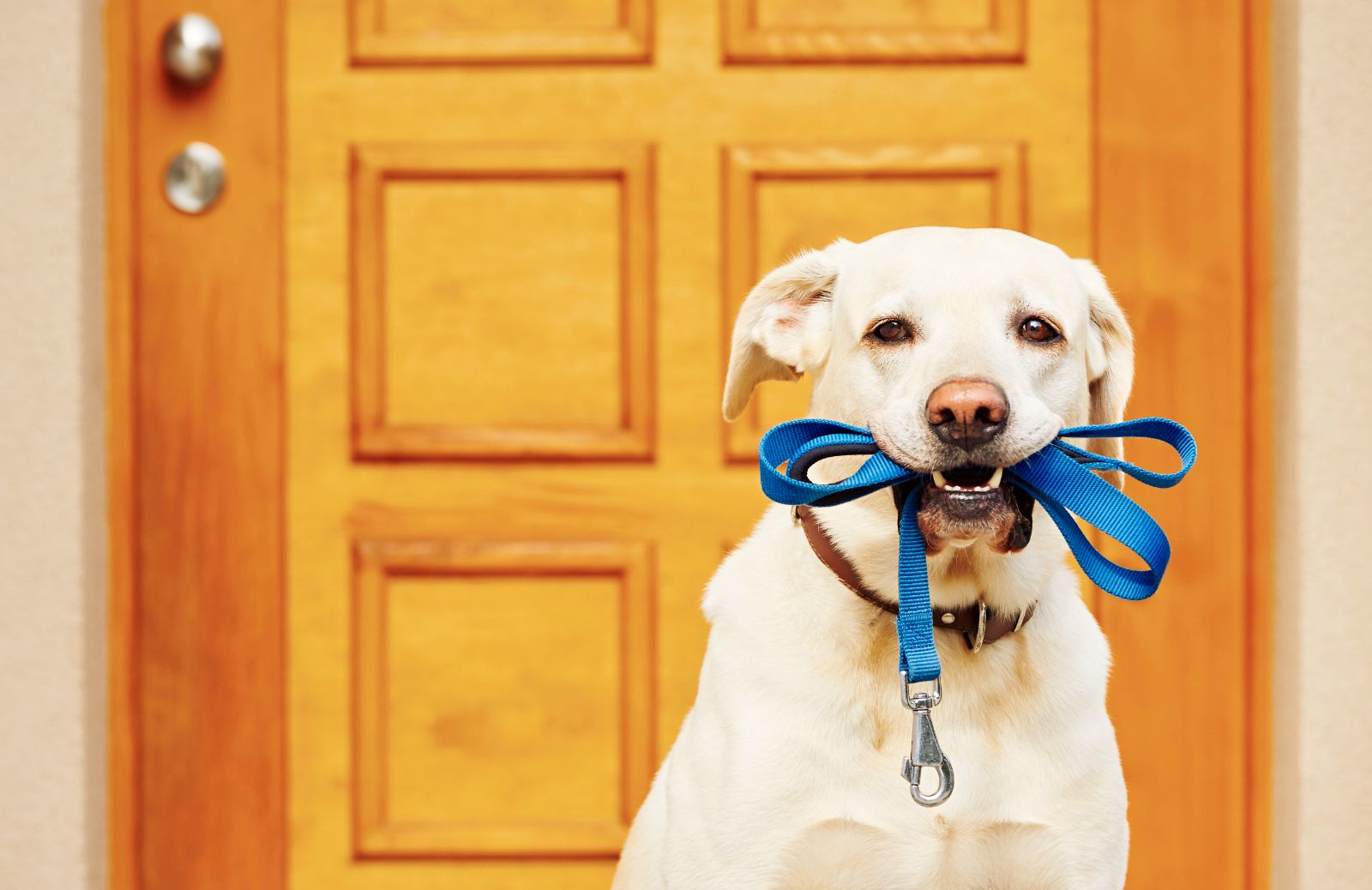 Come gestire l'ansia da separazione del tuo cane dopo la quarantena