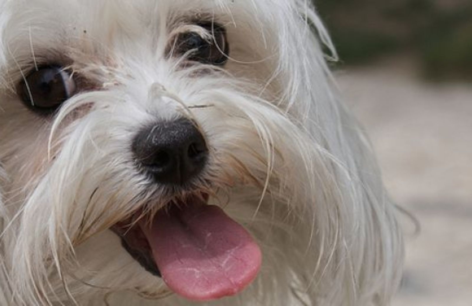 Come gestire la cagnolina quando va in calore