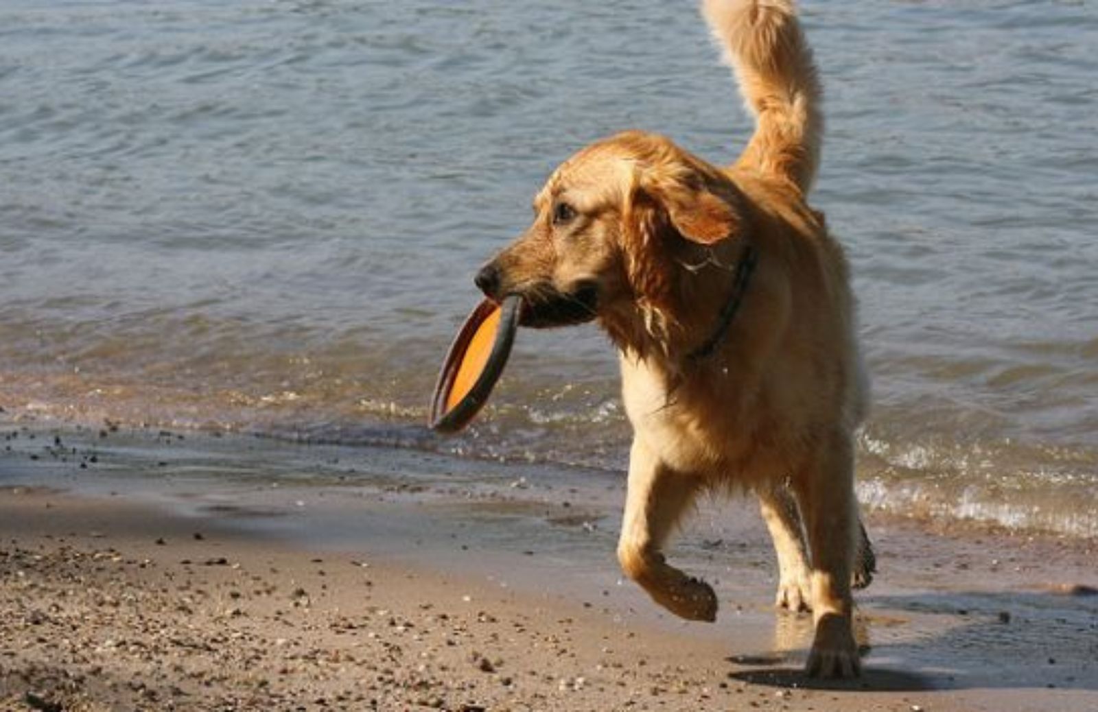 Come giocare a frisbee col cane